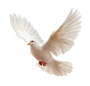dove-of-peace2s.webp