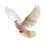 dove-of-peace2s.png