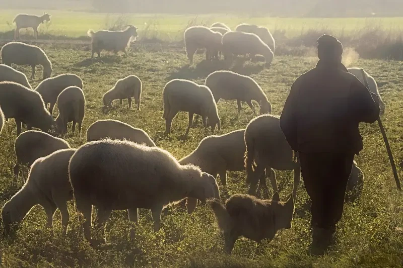 the-good-shepherd.webp